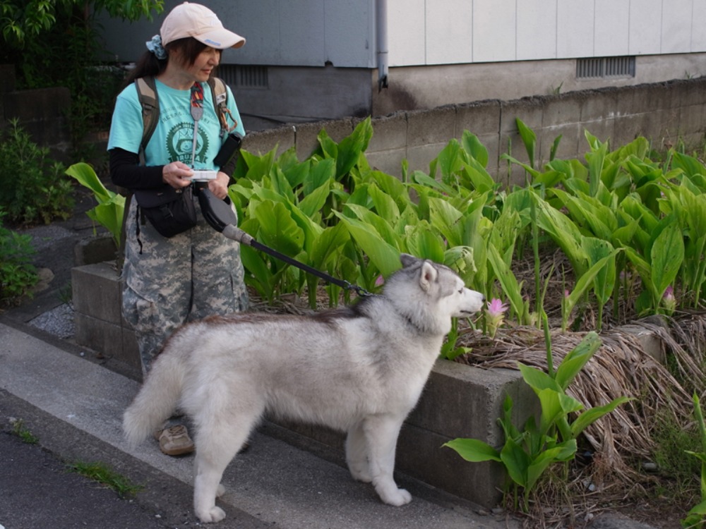美しい朝のお散歩は得した気分ね (*^_^*)_c0049299_2248142.jpg