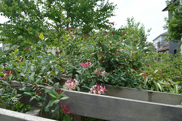 c0124100_1654180.jpg