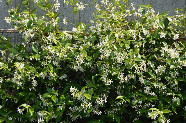 c0124100_1664275.jpg
