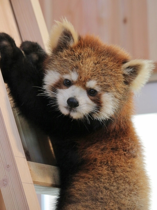 新しい西山動物園 : レサパン日和