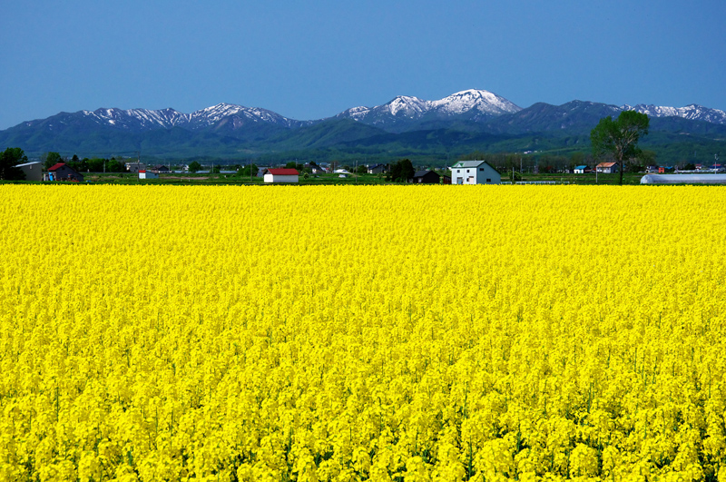 滝川市菜の花 江竜橋近辺 16 5 22 へっぽこハイカーのフォトログ