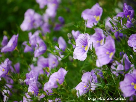 ５月の 白い花 紫の花 花が教えてくれたこと