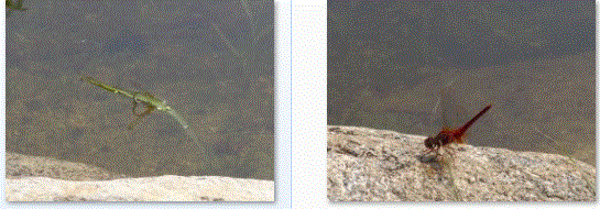 f0231709_1551064.gif