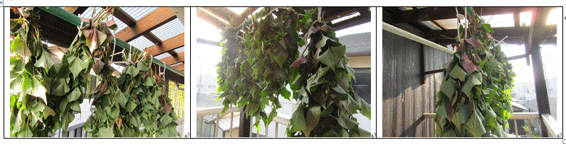 f0231709_817357.gif