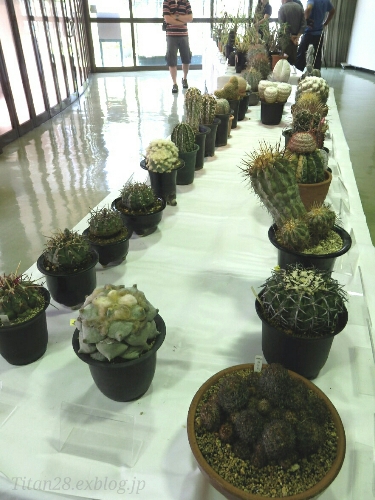 世界のサボテン・多肉植物展 : Ｔｉｔａｎ'ｓ Ｇａｒｄｅｎ