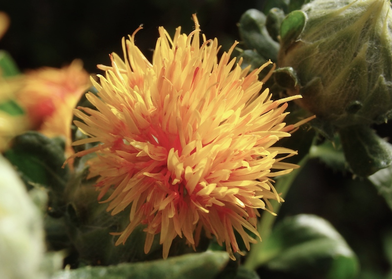 紅花とアザミの花 光を求めて パチリ