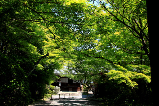 常照寺　青もみじ_e0048413_20135365.jpg