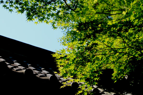 常照寺　青もみじ_e0048413_20143150.jpg