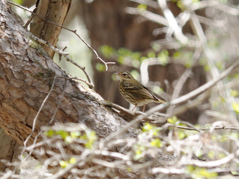 連休終盤に出会った野鳥たち_f0330321_234085.jpg