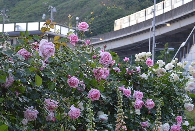 d0096422_9361536.jpg