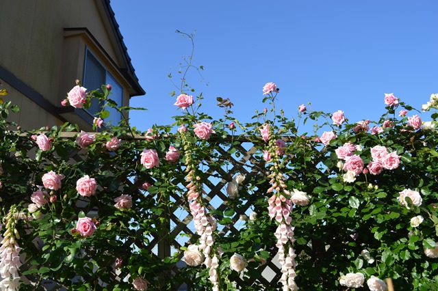 d0096422_9383352.jpg
