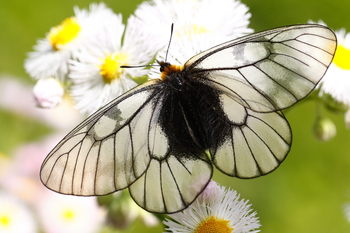 ハニングトンウスバシロチョウ （ウスバシロチョウ (Parnassius