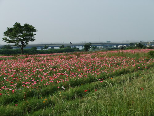 ポピーの花咲く河川敷..散歩です_b0137932_9322197.jpg