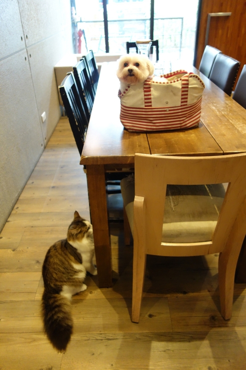 小春日和 動物雑貨‧珈琲 台北市延壽街/犬猫カフェ~台湾へ行きタイワーン 4日目 6_a0287336_2112470.jpg