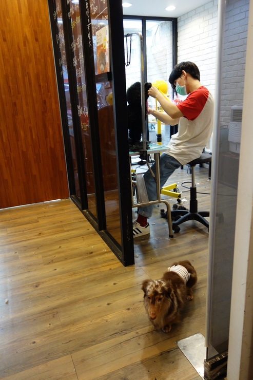 小春日和 動物雑貨‧珈琲 台北市延壽街/犬猫カフェ~台湾へ行きタイワーン 4日目 6_a0287336_21131658.jpg