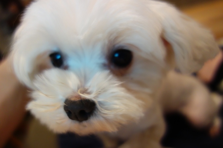 小春日和 動物雑貨‧珈琲 台北市延壽街/犬猫カフェ~台湾へ行きタイワーン 4日目 6_a0287336_21361759.jpg