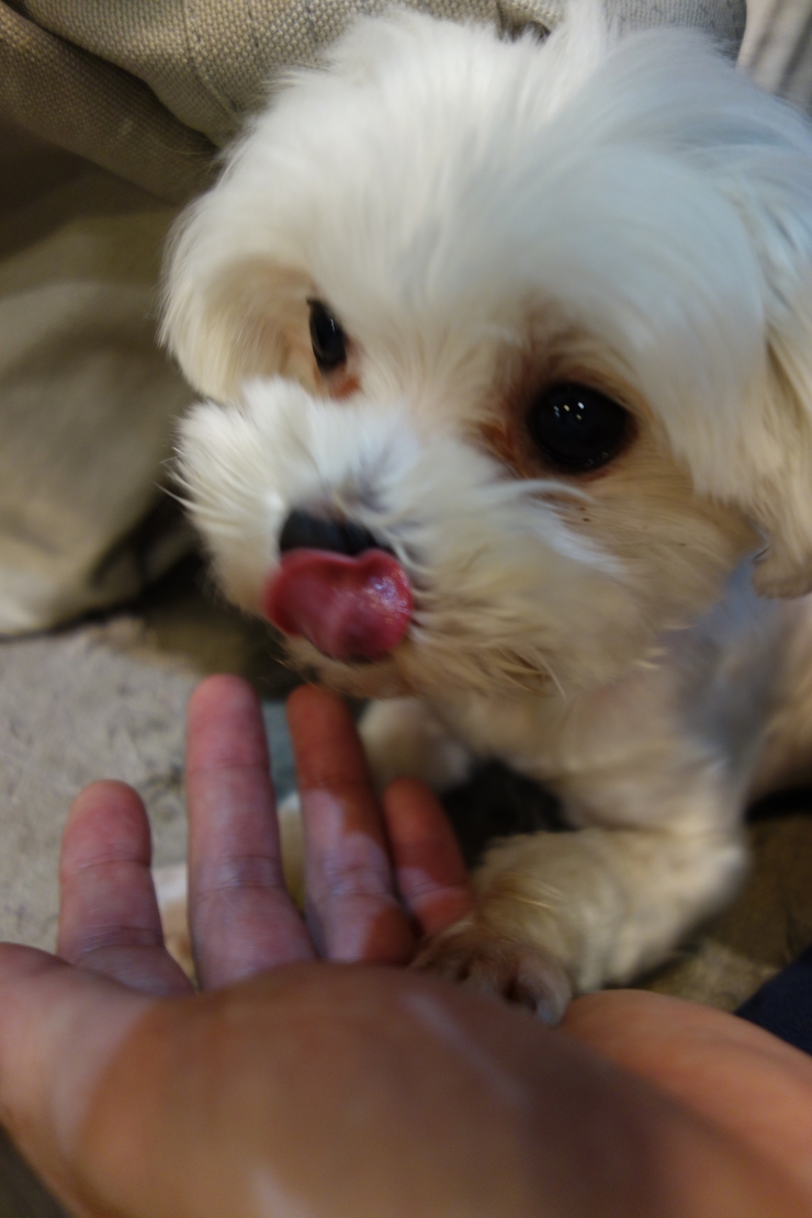 小春日和 動物雑貨‧珈琲 台北市延壽街/犬猫カフェ~台湾へ行きタイワーン 4日目 6_a0287336_2140965.jpg