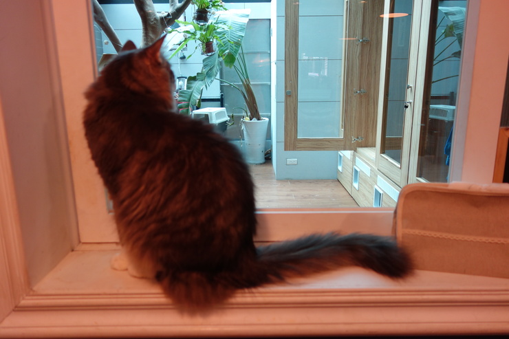 小春日和 動物雑貨‧珈琲 台北市延壽街/犬猫カフェ~台湾へ行きタイワーン 4日目 6_a0287336_21574347.jpg