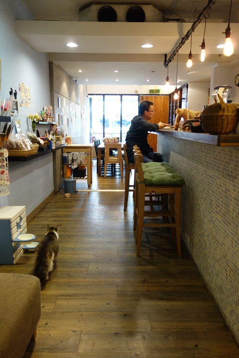 小春日和 動物雑貨‧珈琲 台北市延壽街/犬猫カフェ~台湾へ行きタイワーン 4日目 6_a0287336_2182435.jpg