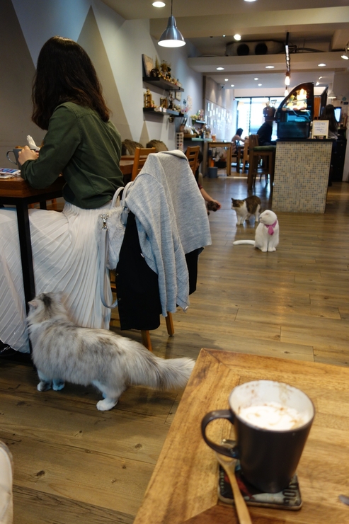 小春日和 動物雑貨‧珈琲 台北市延壽街/犬猫カフェ~台湾へ行きタイワーン 4日目 6_a0287336_2204814.jpg
