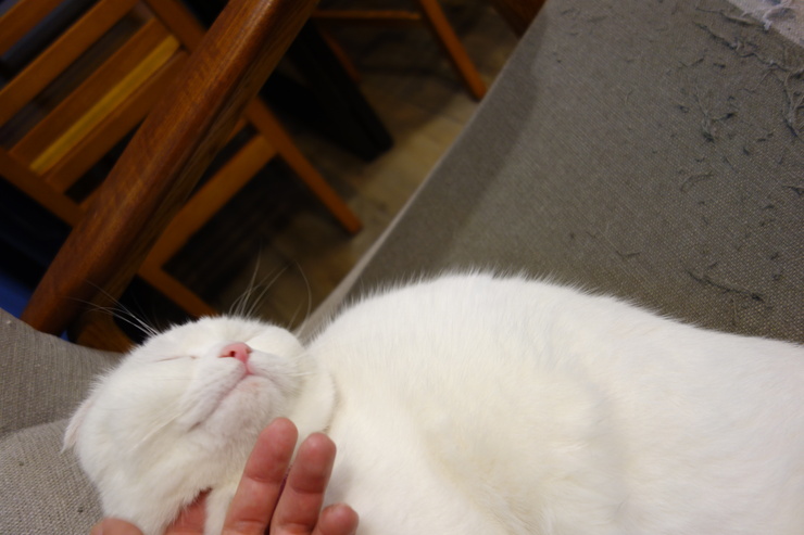小春日和 動物雑貨‧珈琲 台北市延壽街/犬猫カフェ~台湾へ行きタイワーン 4日目 6_a0287336_22192687.jpg