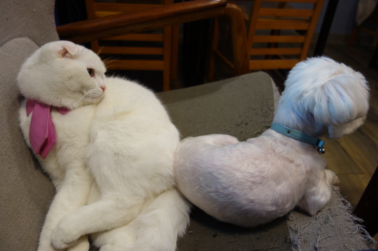 小春日和 動物雑貨‧珈琲 台北市延壽街/犬猫カフェ~台湾へ行きタイワーン 4日目 6_a0287336_22214152.jpg