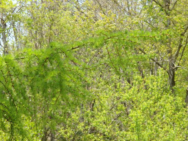 放牧地に行くも、短角牛には会えず!カラマツの新緑に惚れる・・・_b0206037_08562861.jpg