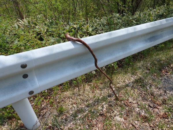 放牧地に行くも、短角牛には会えず!カラマツの新緑に惚れる・・・_b0206037_09005521.jpg