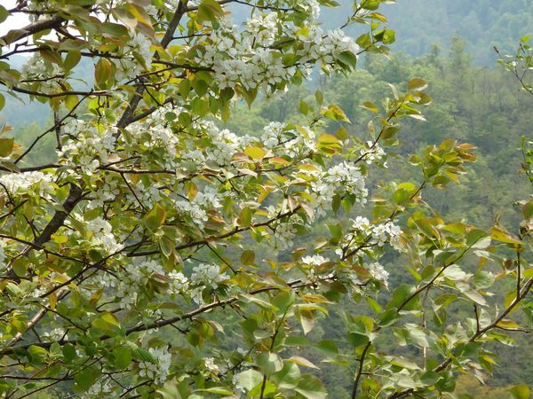 放牧地に行くも、短角牛には会えず!カラマツの新緑に惚れる・・・_b0206037_09005529.jpg