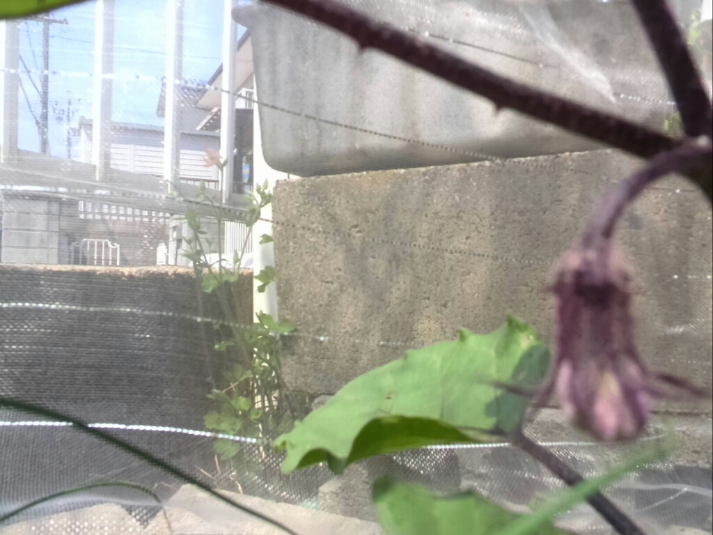 c0194042_10235159.jpg