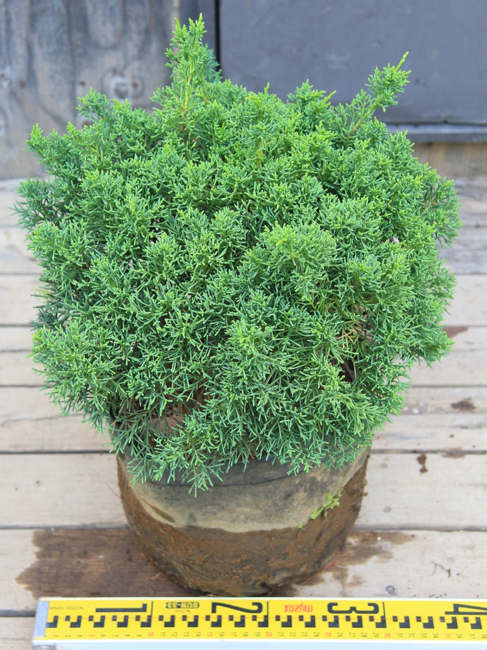 shinpaku フラワー・ガーデニング シンバク玉 苗木 針葉樹