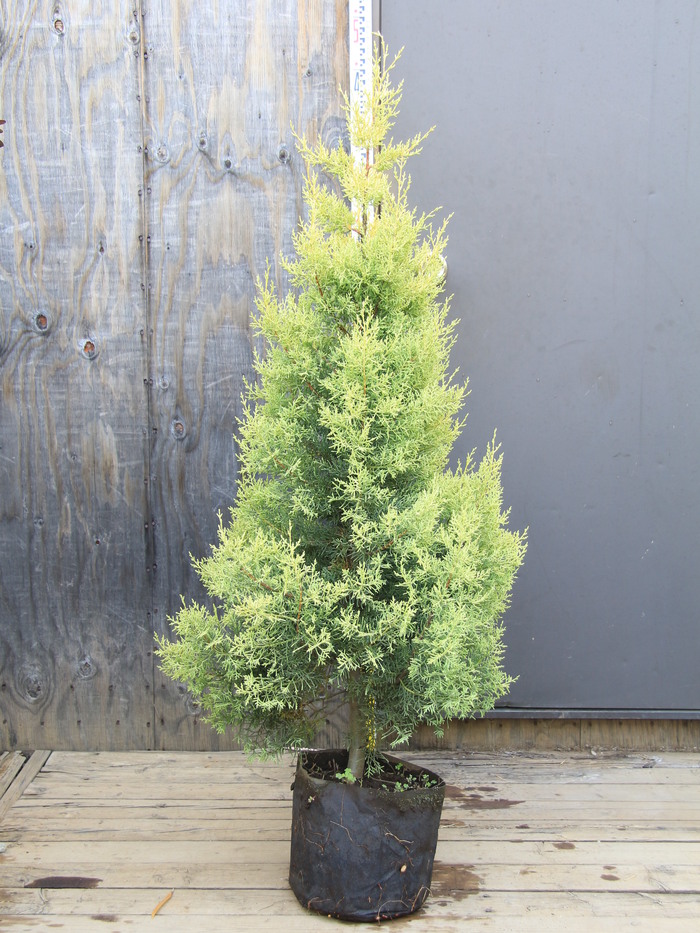 コニファー アリゾナイトスギ サルフレア 販売 画像 写真 価格 値段 庭木 安行 植木 お問い合わせ商品 田中園 Shop Tanakaen Jp Web Magazine