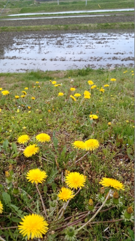 ＧＷの記録　５／３　聖徳寺　＠福島県石川町_f0048546_05491146.jpg