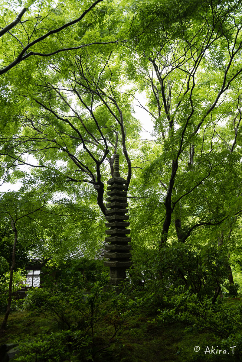 京都の新緑 2016　〜瑠璃光院 3 〜_f0152550_2259291.jpg