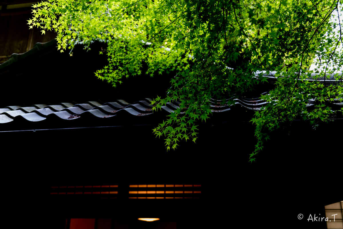 京都の新緑 2016　〜瑠璃光院 3 〜_f0152550_2331163.jpg
