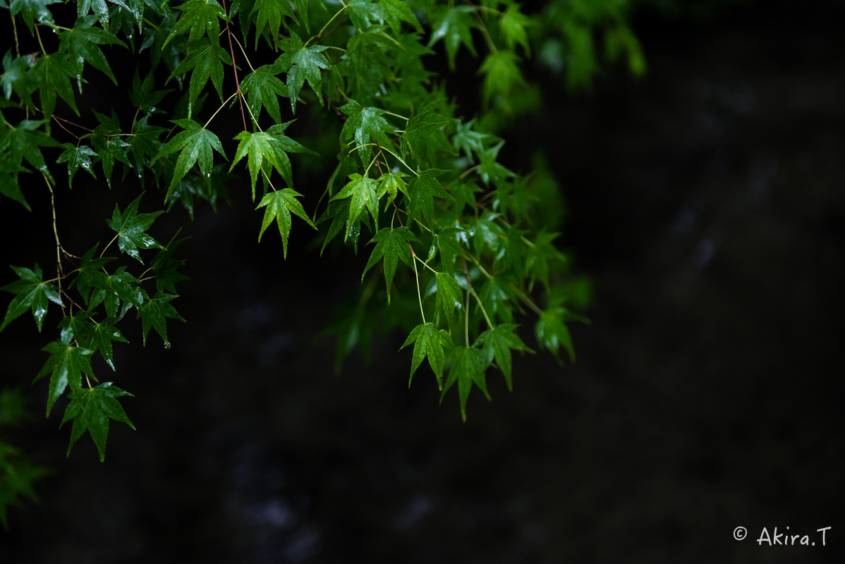 京都の新緑 2016　〜瑠璃光院 3 〜_f0152550_2335197.jpg