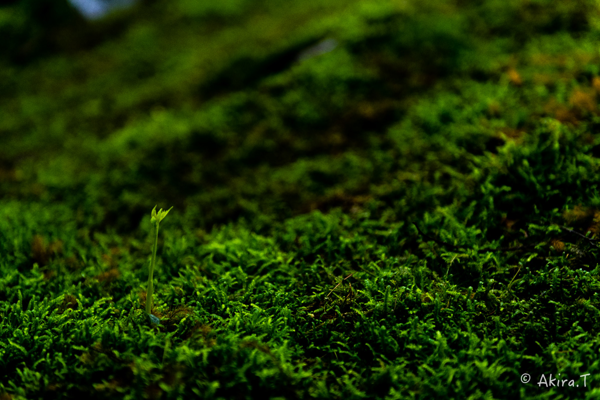 f0152550_23518.jpg