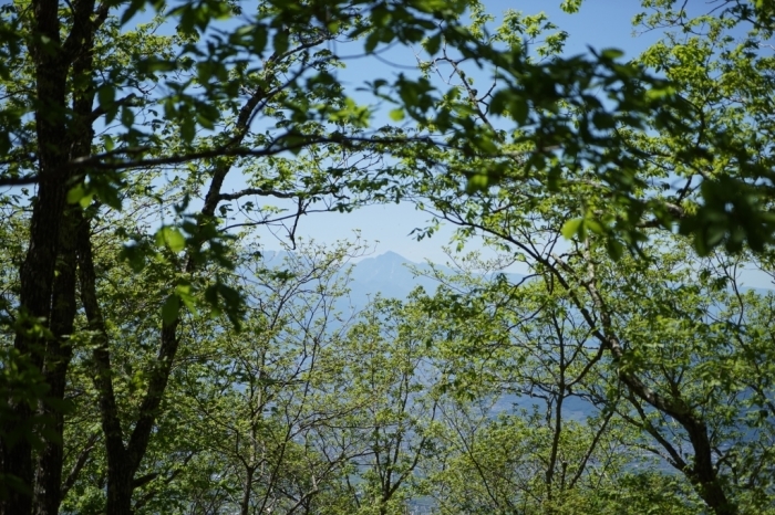 山梨百名山＠達沢山　2016.05.12(木)_f0344554_22592158.jpg