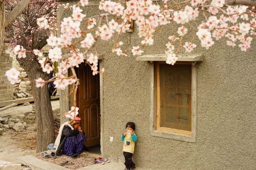 イラン映画の1シーンのような　フンザ　杏の花の下で_d0106555_17135990.jpg