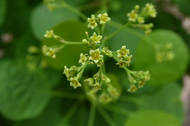 東口の花、ツルバギア、アースポジウム、Ｗ６の花、プロスタンセラ、エボルブルス、狐の手袋、サントリナ_a0030958_23221124.jpg