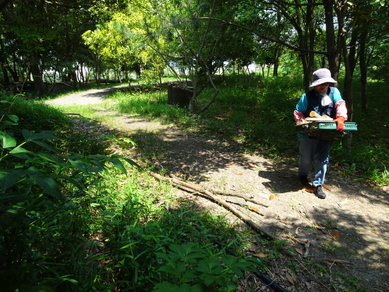 ささゆりまつりの準備に大奮闘　in　うみべの森_c0108460_00221285.jpg