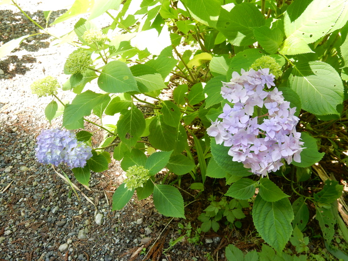 ’16,5,23(月)花野辺の里に行って来たYO!_f0060461_8373343.jpg