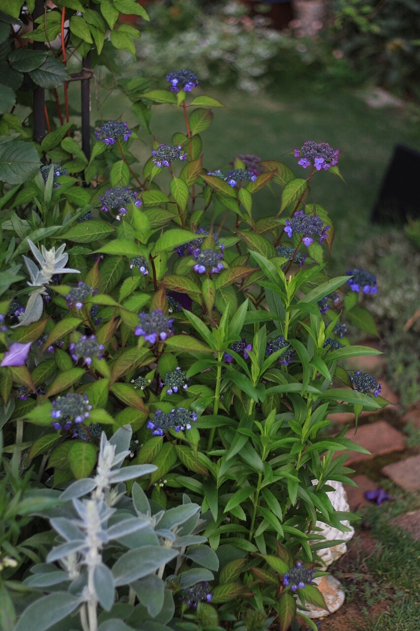 f0272164_08592428.jpeg