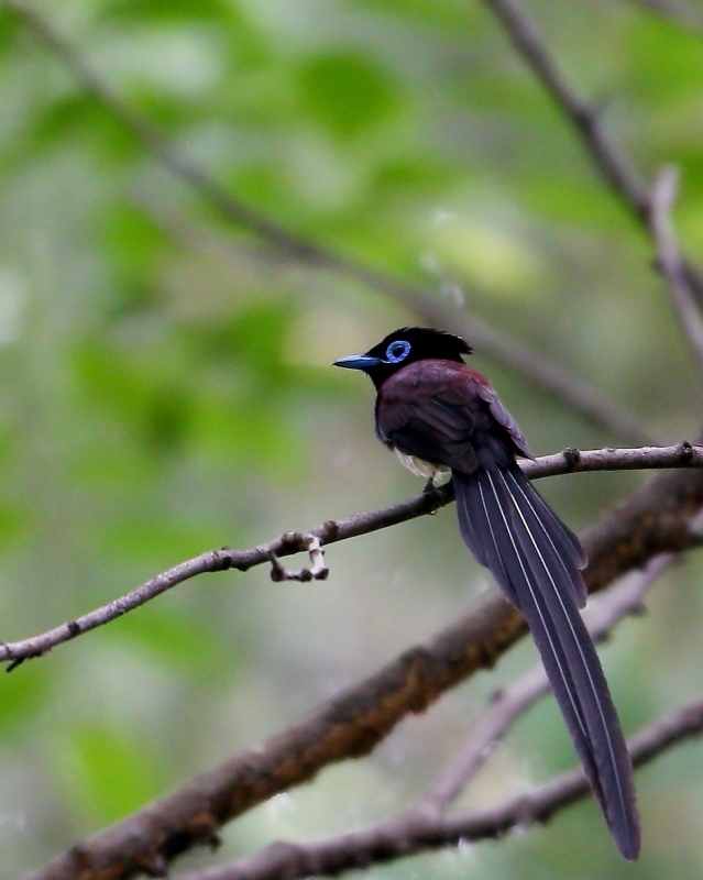 魅力的なサンコウチョウ_e0330871_09501398.jpg