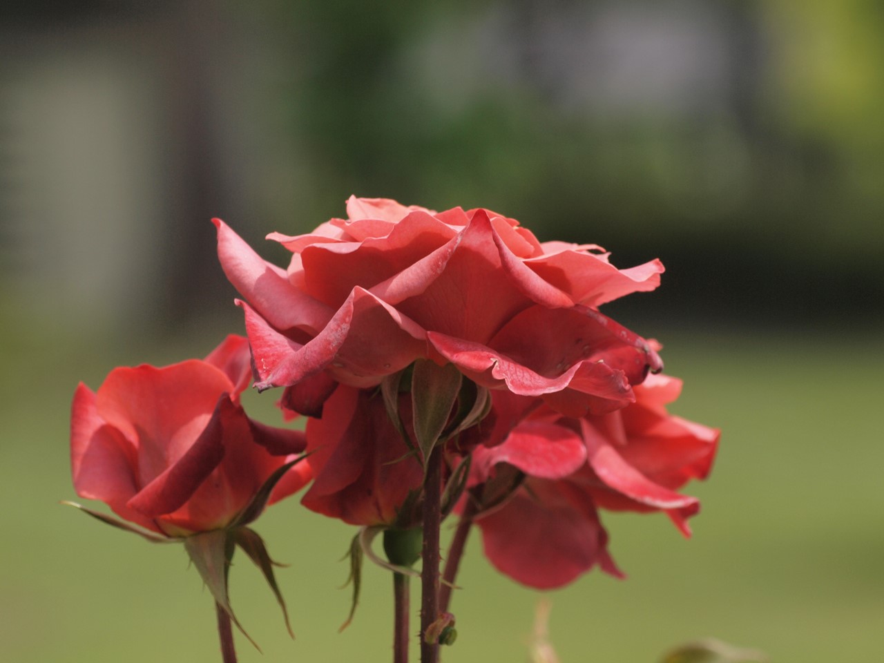 薔薇の名前を調べて来ました 畜産センター薔薇園 自然風の自然風だより