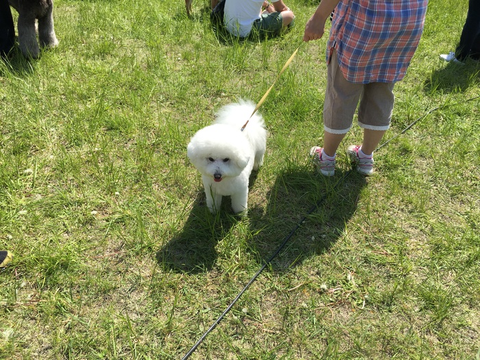 わんにゃん譲渡会に行ってきました!_c0226202_21115691.jpg