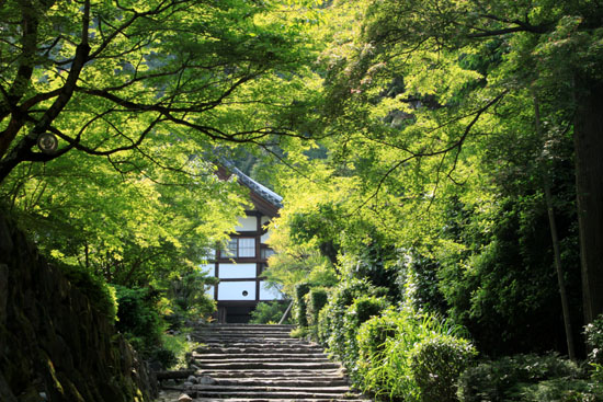 正伝寺　借景の庭_e0048413_19522347.jpg