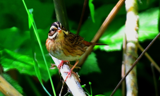 2016　05　24　キマユホウジロ　シロハラホウジロ_d0127815_975041.jpg