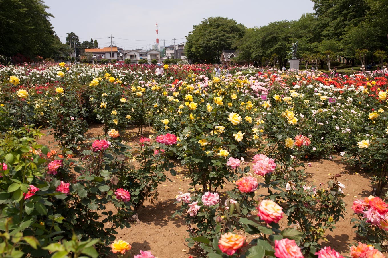 薔薇のひと時　与野公園_c0369219_19542266.jpg