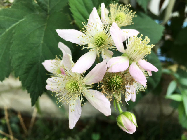ブラックベリーの花_e0208519_9292029.jpg